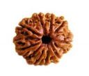 9 mukhi rudraksha